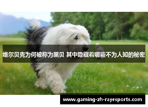 维尔贝克为何被称为黑贝 其中隐藏着哪些不为人知的秘密 维尔贝克为何被称为黑贝 其中隐藏着哪些不为人知的秘密